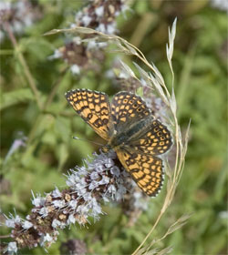 Glanville Fritillary Butterfly