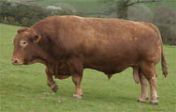 South Devon Bull